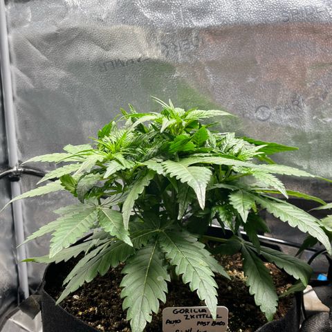 Gorilla Zkittlez Auto growlog timeline photo