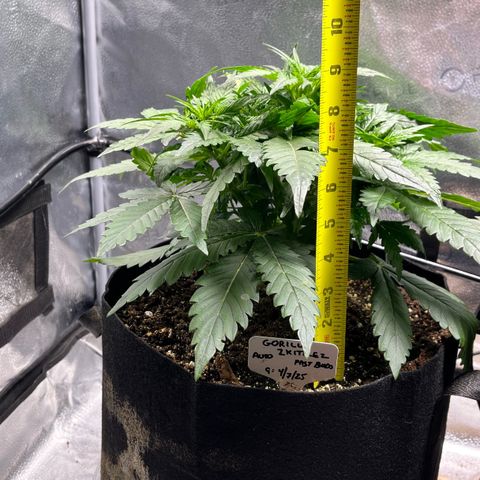 Gorilla Zkittlez Auto growlog timeline photo