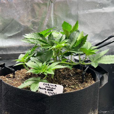 Gorilla Melon growlog timeline photo