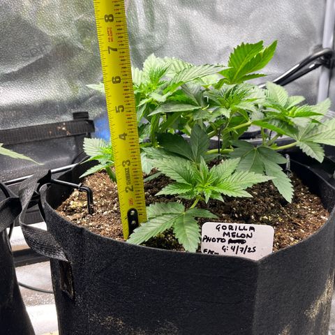 Gorilla Melon growlog timeline photo