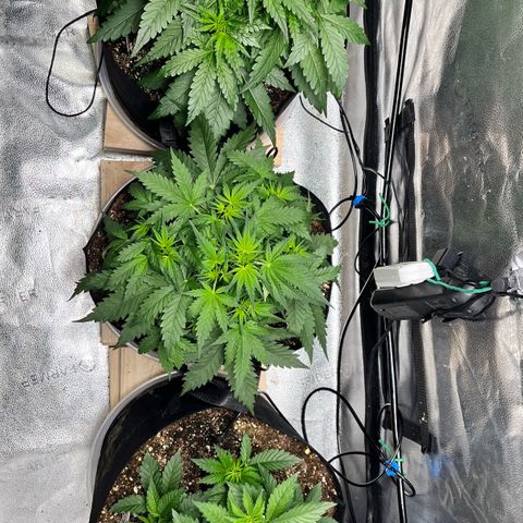Gorilla Melon growlog timeline photo