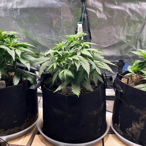 Gorilla Melon growlog timeline photo