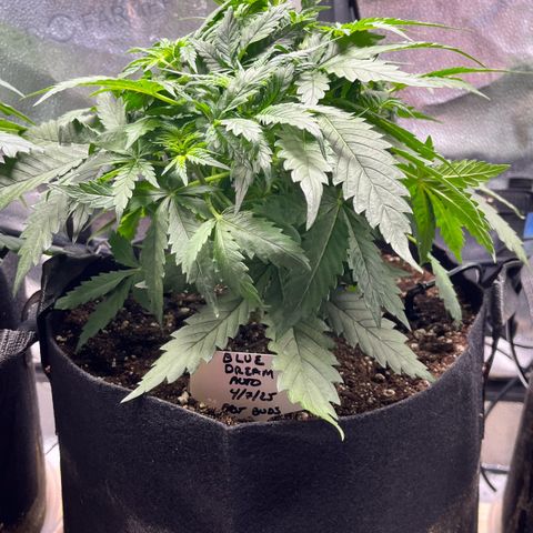 Blue Dream Auto 42-1 growlog timeline photo