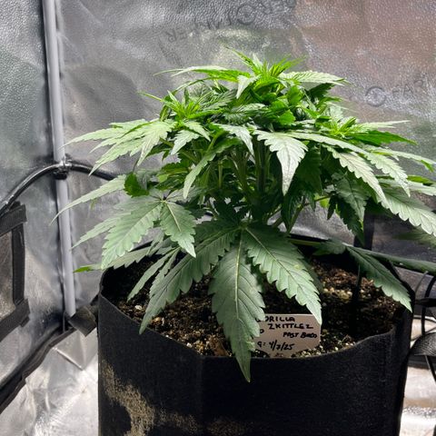 Gorilla Zkittlez Auto growlog timeline photo
