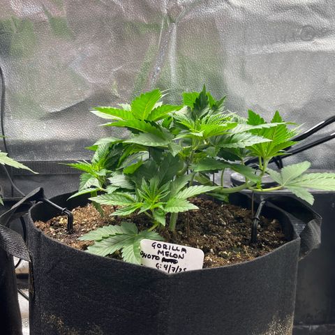 Gorilla Melon growlog timeline photo