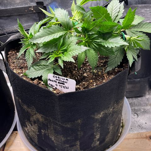 Gorilla Melon growlog timeline photo