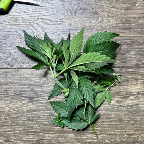 Gorilla Melon growlog timeline photo
