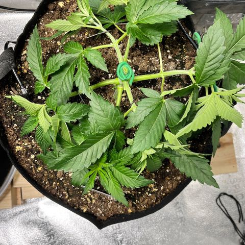 Gorilla Melon growlog timeline photo
