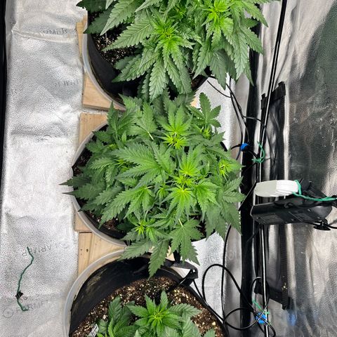 Gorilla Melon growlog timeline photo