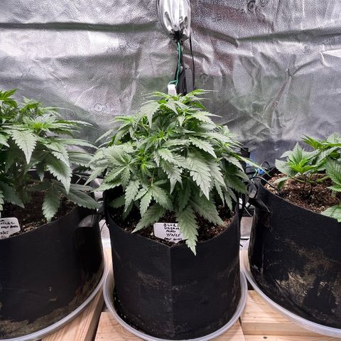 Gorilla Melon growlog timeline photo