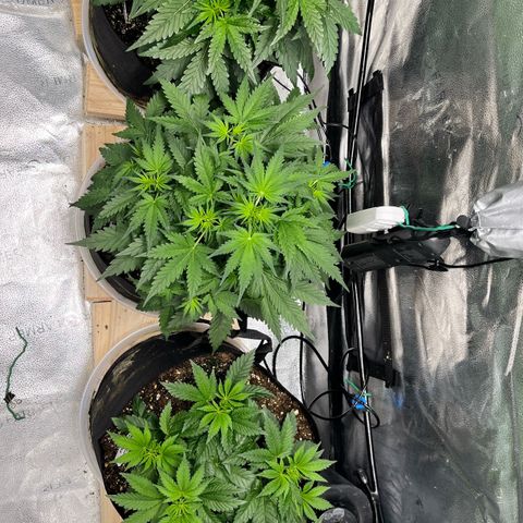 Gorilla Melon growlog timeline photo