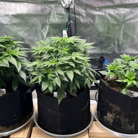 Gorilla Melon growlog timeline photo