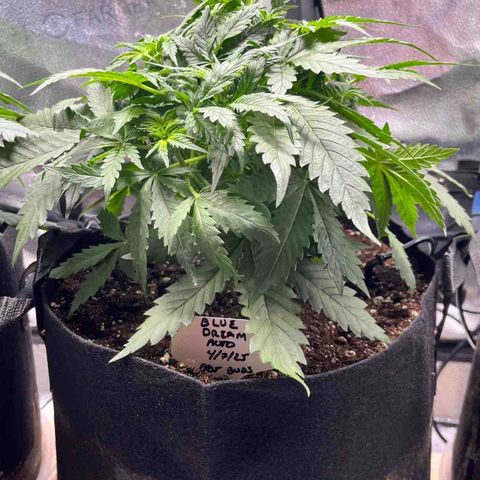 Blue Dream Auto 42-1 growlog timeline photo
