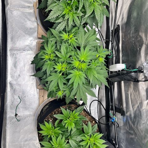 Gorilla Melon growlog timeline photo