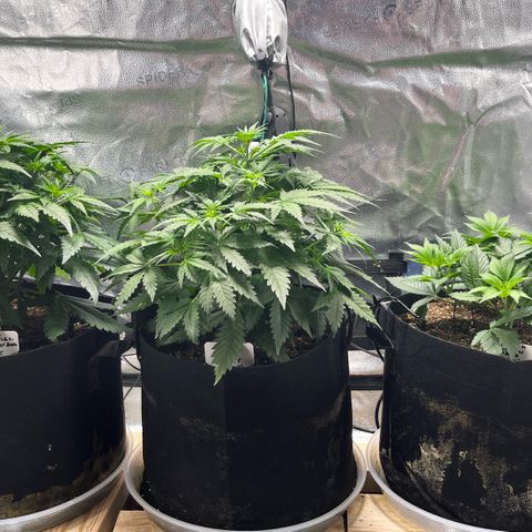 Gorilla Melon growlog timeline photo