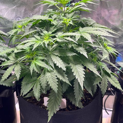 Blue Dream Auto 42-1 growlog timeline photo