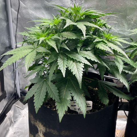 Gorilla Zkittlez Auto growlog timeline photo