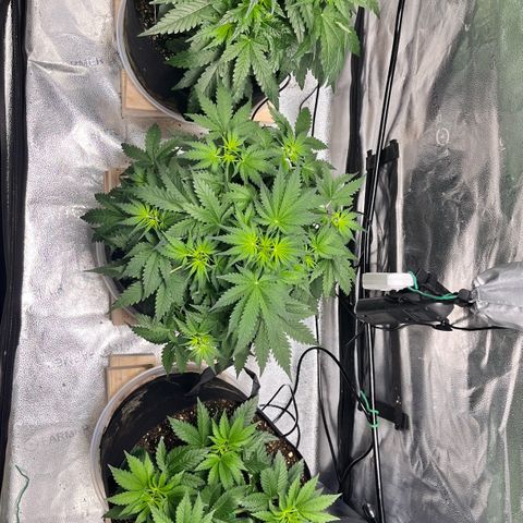 Gorilla Melon growlog timeline photo