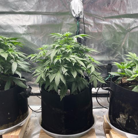 Gorilla Melon growlog timeline photo