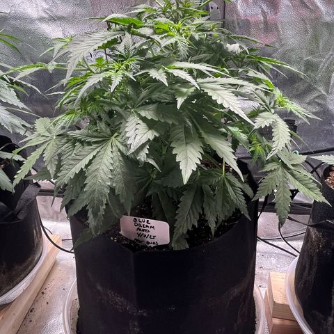 Blue Dream Auto 42-1 growlog timeline photo