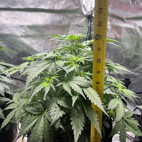 Blue Dream Auto 42-1 growlog timeline photo