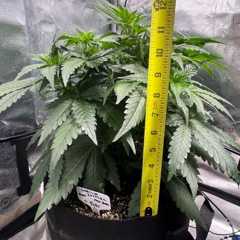 Gorilla Zkittlez Auto growlog timeline photo