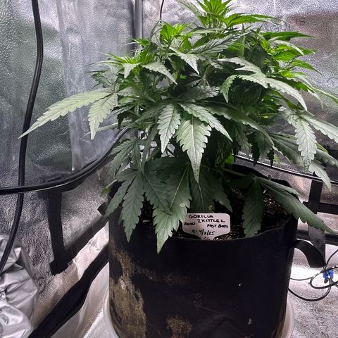 Gorilla Zkittlez Auto growlog timeline photo