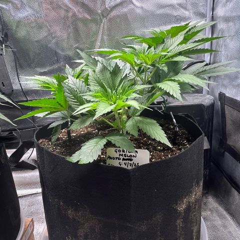 Gorilla Melon growlog timeline photo