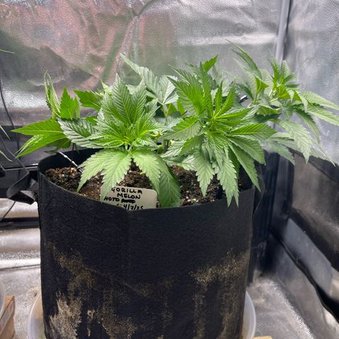 Gorilla Melon growlog timeline photo