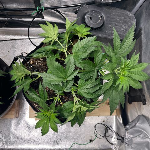 Gorilla Melon growlog timeline photo