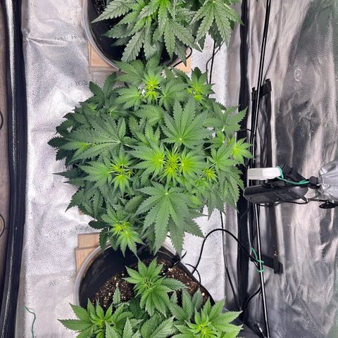Gorilla Melon growlog timeline photo