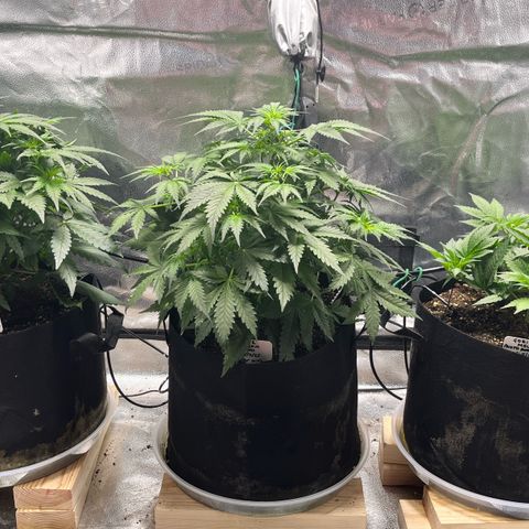 Gorilla Melon growlog timeline photo