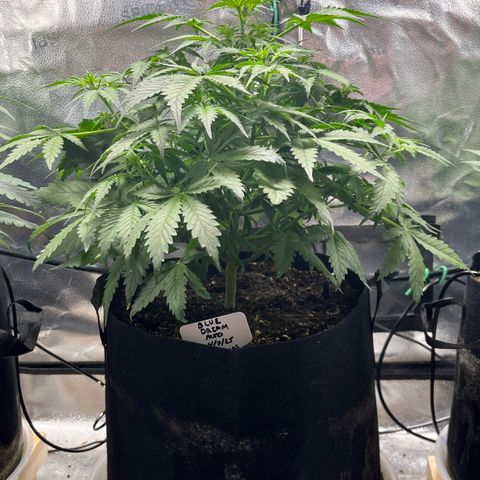 Blue Dream Auto 42-1 growlog timeline photo
