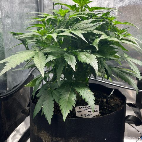 Gorilla Zkittlez Auto growlog timeline photo