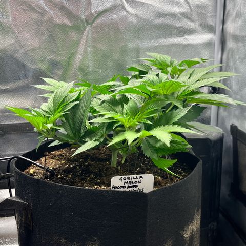 Gorilla Melon growlog timeline photo