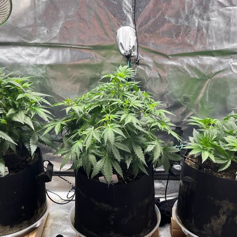 Gorilla Melon growlog timeline photo