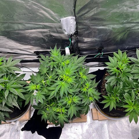 Gorilla Melon growlog timeline photo