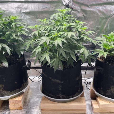Gorilla Melon growlog timeline photo