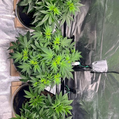 Gorilla Melon growlog timeline photo