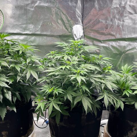 Gorilla Melon growlog timeline photo