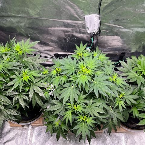 Gorilla Melon growlog timeline photo