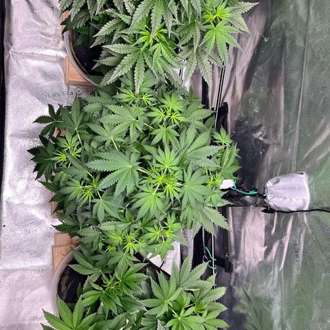 Gorilla Melon growlog timeline photo