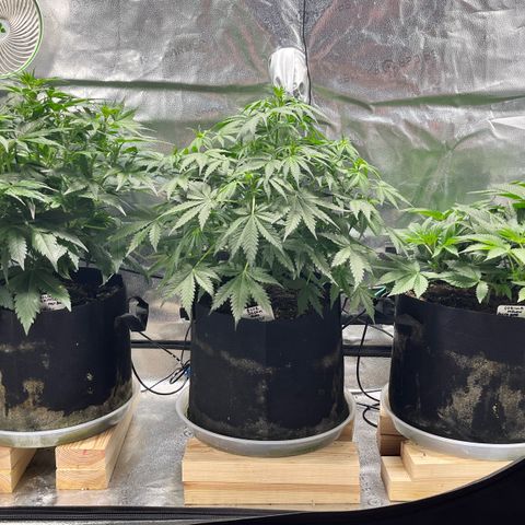 Gorilla Melon growlog timeline photo