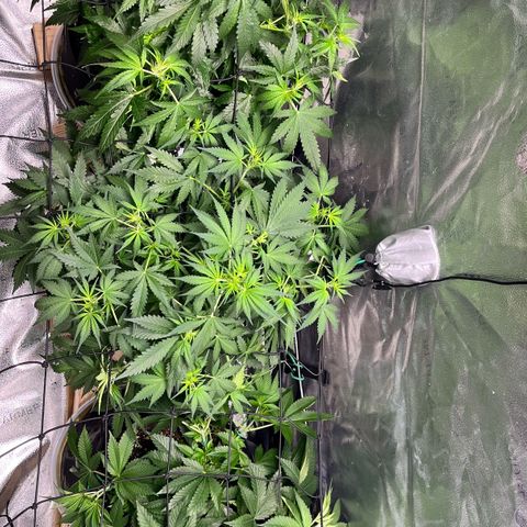 Gorilla Melon growlog timeline photo
