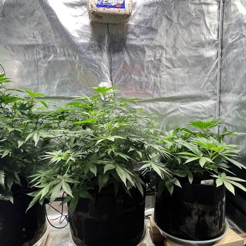 Gorilla Melon growlog timeline photo
