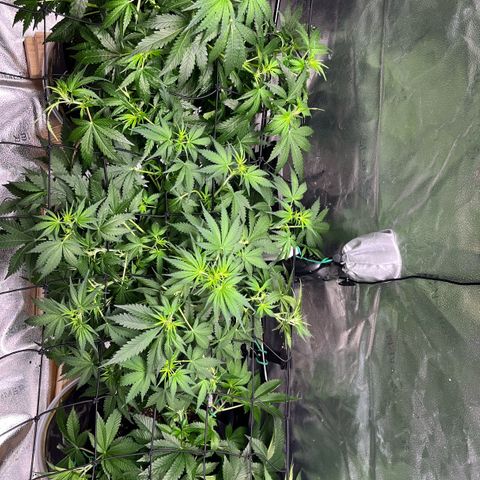 Gorilla Melon growlog timeline photo