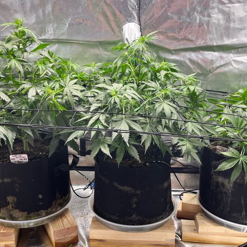 Gorilla Melon growlog timeline photo