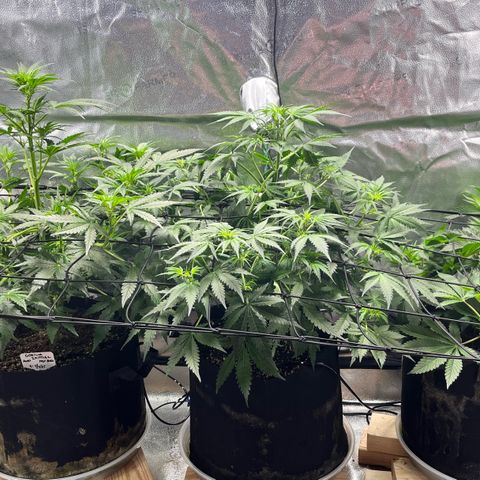 Gorilla Melon growlog timeline photo
