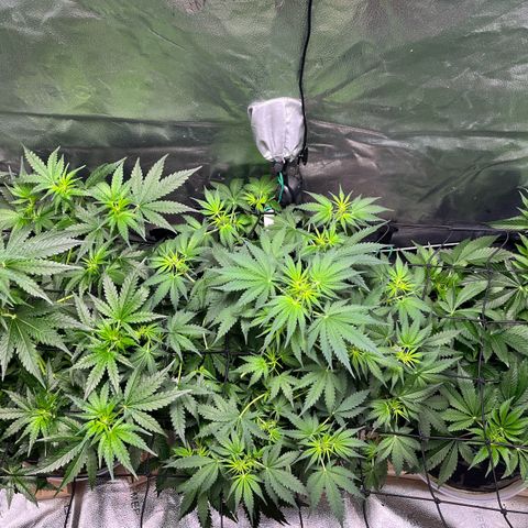 Gorilla Melon growlog timeline photo