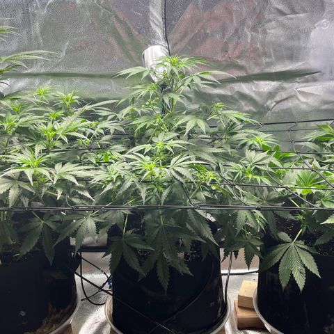 Gorilla Melon growlog timeline photo